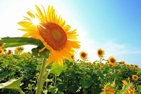 エドム　イベント　夏祭り